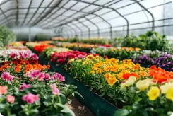 Row of various colorful flowers