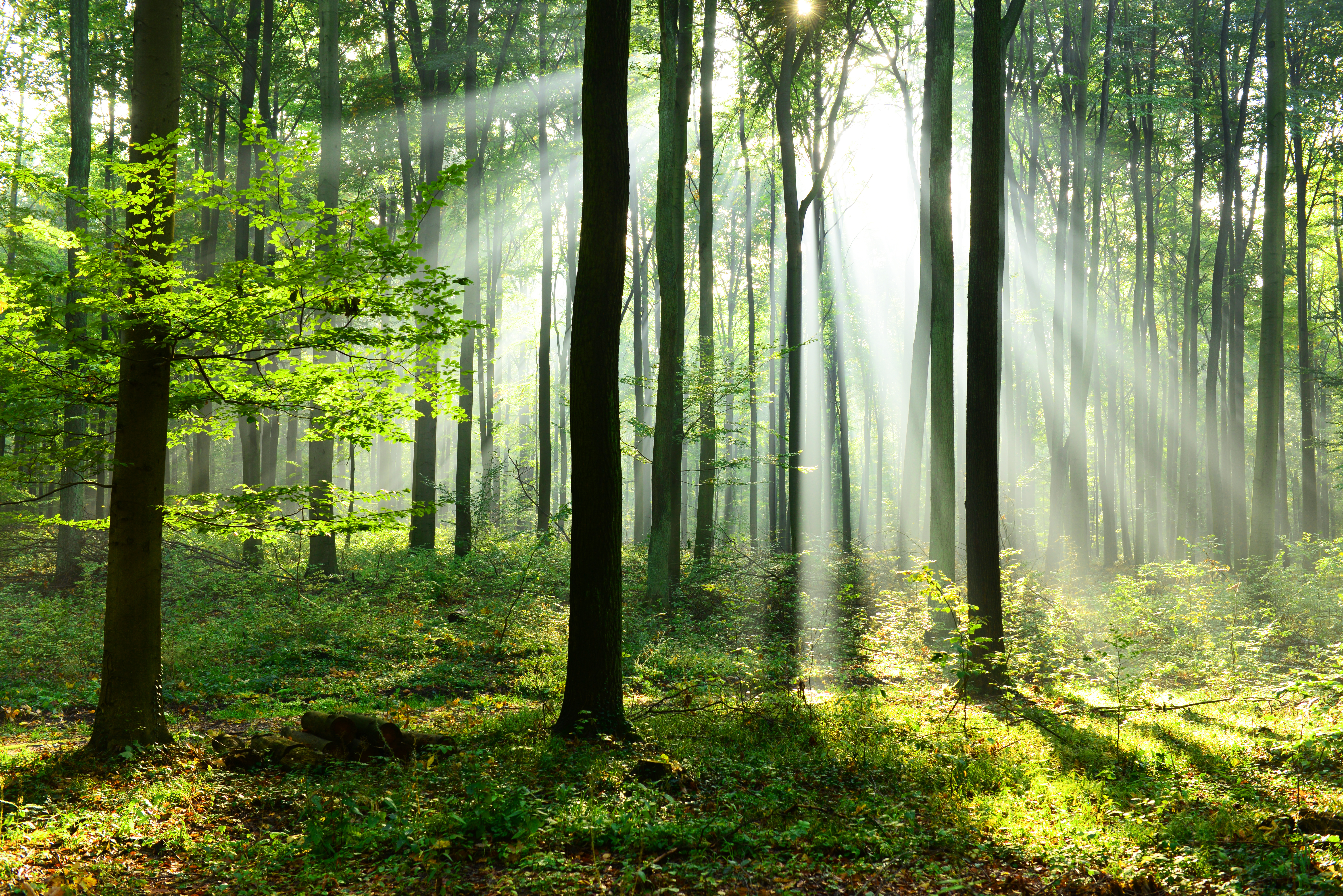 Morningsun In The Wood Shutterstock 558510694